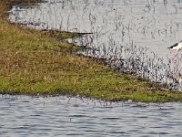 Black Neck Stilts